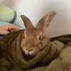 thebunnyzone